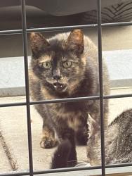 Found/Stray Female Cat last seen Erlanger hosp , Chattanooga, TN 37403