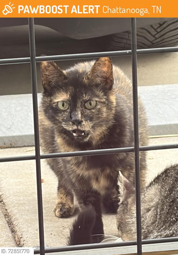 Found/Stray Female Cat last seen Erlanger hosp , Chattanooga, TN 37403
