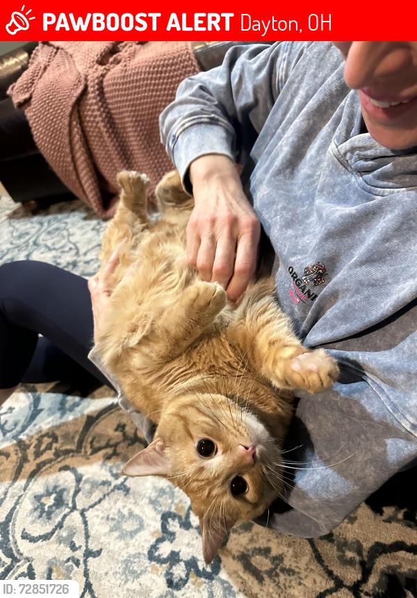 Lost Male Cat last seen Beverly Pl & Hathaway Rd in Oakwood, Dayton, OH 45419