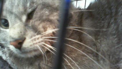 Shelter Stray Male Cat last seen MATTHEWS, Charlotte, NC 28217