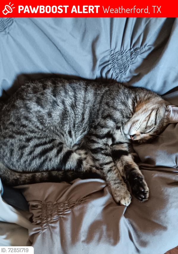 Lost Male Cat last seen Midway and Hyde Away lane , Weatherford, TX 76085