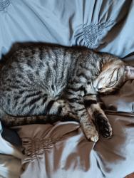 Lost Male Cat last seen Midway and Hyde Away lane , Weatherford, TX 76085