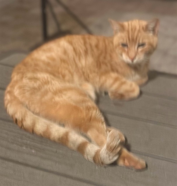 Shelter Stray Male Cat last seen BLUE WATER ST & BLUE CREST AVE EUSTIS, 12280 County Rd 448, Tavares, FL 32778, USA