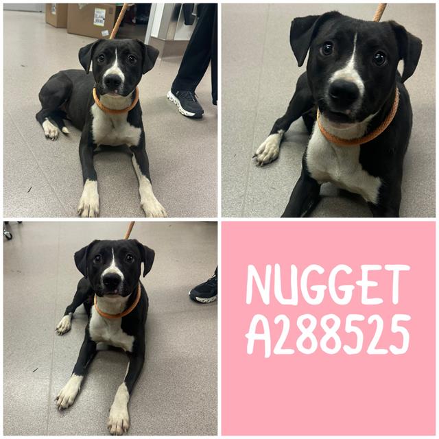 Shelter Stray Female Dog last seen PIO NONO AVE, Macon, GA 31216