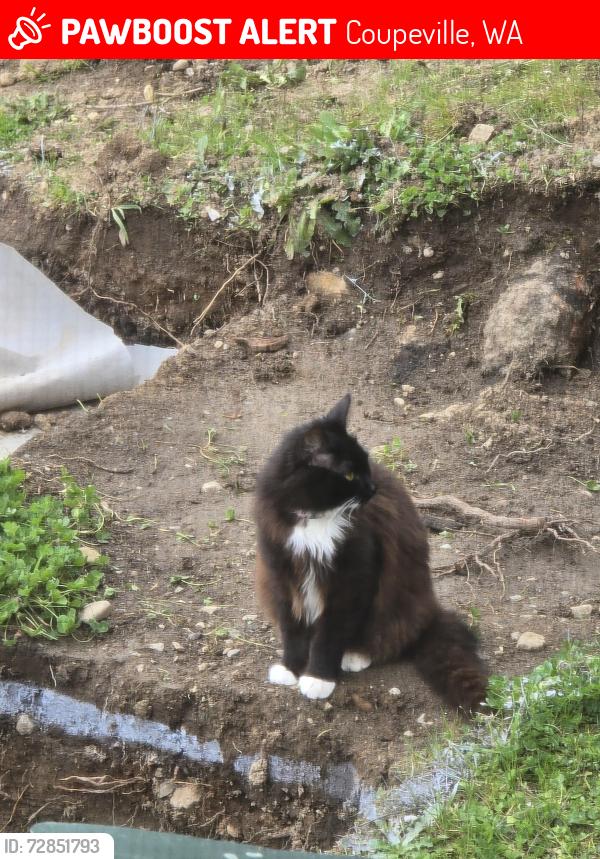 Lost Male Cat last seen Libbey Road, Coupeville, WA 98239
