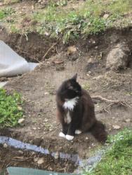 Lost Male Cat last seen Libbey Road, Coupeville, WA 98239