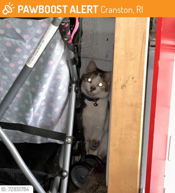 Found/Stray Unknown Cat last seen Dyer ave and Cranston st, Cranston, RI 02920