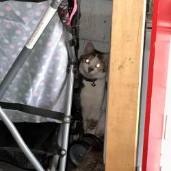 Found/Stray Unknown Cat last seen Dyer ave and Cranston st, Cranston, RI 02920
