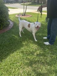 Found/Stray Female Dog last seen Glenridge Circle Merritt Island FL, Merritt Island, FL 32953