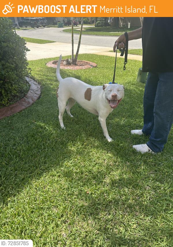 Found/Stray Female Dog last seen Glenridge Circle Merritt Island FL, Merritt Island, FL 32953