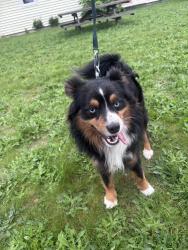 Reunited Male Dog last seen Near 36th Ave S, Kent, WA 98032, USA, Kent, WA 98032