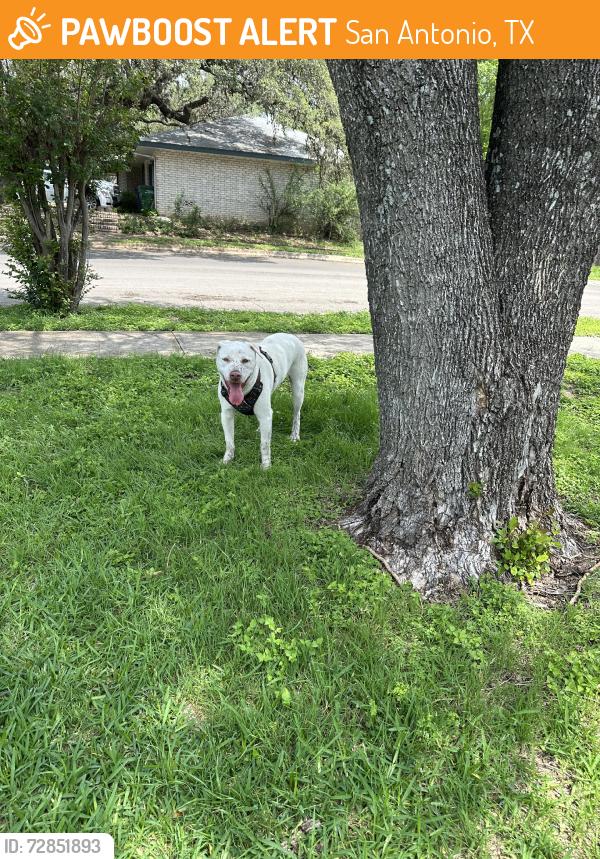 Found/Stray Male Dog last seen Heatherington, San Antonio, TX 78240