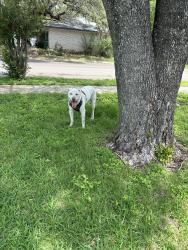 Found/Stray Male Dog last seen Heatherington, San Antonio, TX 78240