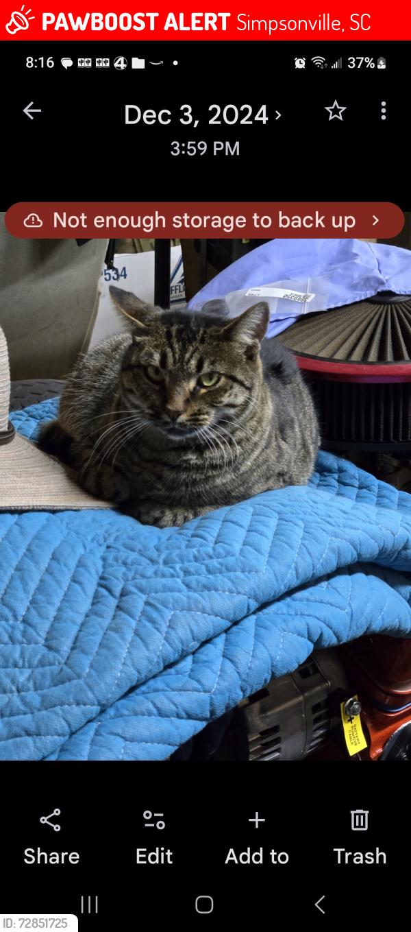 Lost Female Cat last seen Hamby@ Standing Springs Road, Simpsonville, SC 29680