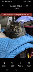 Lost Female Cat last seen Hamby@ Standing Springs Road, Simpsonville, SC 29680