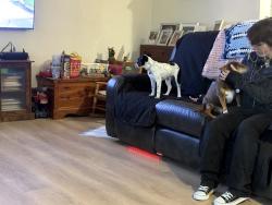 Lost Male Dog last seen Near , Joshua, TX 76058