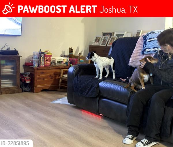 Lost Male Dog last seen Near , Joshua, TX 76058