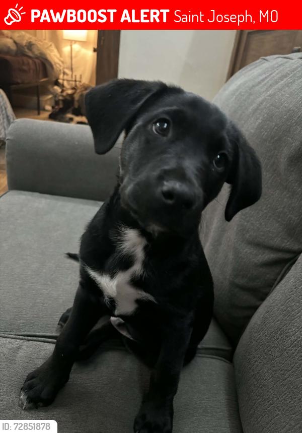 Lost Male Dog last seen South 22nd St and Duncan St area, Saint Joseph, MO 64507