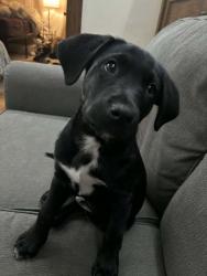 Lost Male Dog last seen South 22nd St and Duncan St area, Saint Joseph, MO 64507