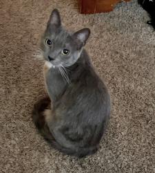 Reunited Female Cat last seen Canyon Rim West Pavilion, Millcreek, UT 84109