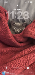 Lost Male Cat last seen Ridgeway dr, Cleburne, TX 76033