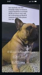 Lost Male Dog last seen Near Queensland Circle , Stockton, CA 95206