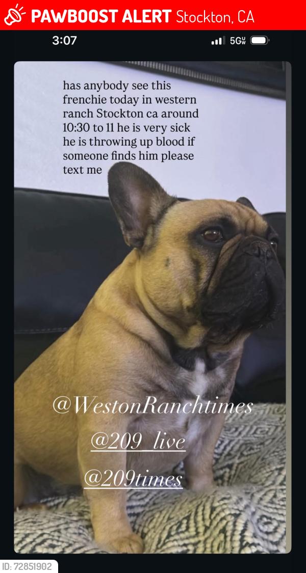 Lost Male Dog last seen Near Queensland Circle , Stockton, CA 95206