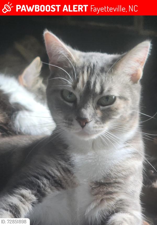 Lost Female Cat last seen Near windlock drive fayetteville , Fayetteville, NC 28304