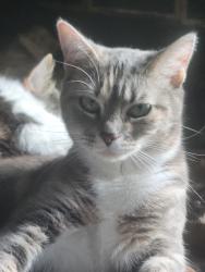 Lost Female Cat last seen Near windlock drive fayetteville , Fayetteville, NC 28304