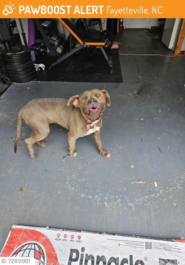 Found/Stray Male Dog last seen Andes ct, Paisley Ave, Fayetteville, NC 28304