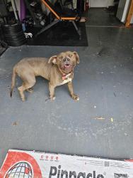 Found/Stray Male Dog last seen Andes ct, Paisley Ave, Fayetteville, NC 28304