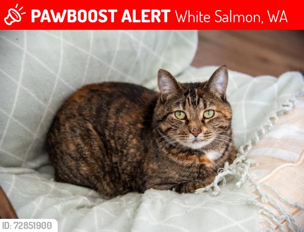 Lost Female Cat last seen Glacier Orchard Rd, near Mt Adams Orchards, White Salmon, WA 98672