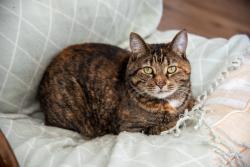 Lost Female Cat last seen Glacier Orchard Rd, near Mt Adams Orchards, White Salmon, WA 98672
