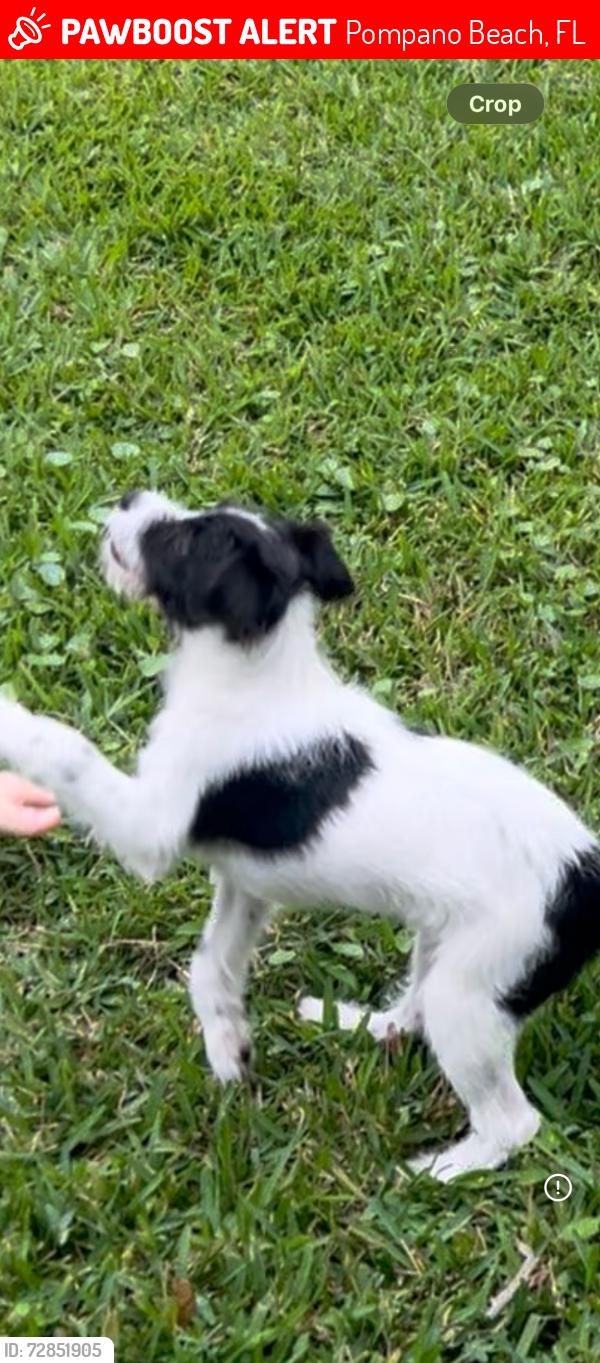 Lost Female Dog last seen Powerline, Pompano Beach, FL 33069