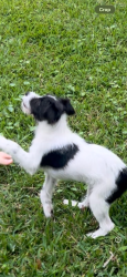 Lost Female Dog last seen Powerline, Pompano Beach, FL 33069