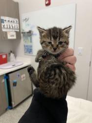 Shelter Stray Female Cat last seen Cathy Ave and N Jarboe Dr, 64118, MO, Kansas City, MO 64132