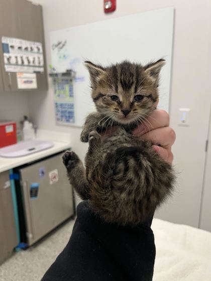Shelter Stray Female Cat last seen Cathy Ave and N Jarboe Dr, 64118, MO, Kansas City, MO 64132