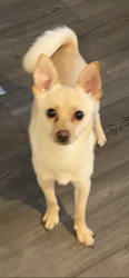 Lost Male Dog last seen Near Patterson projects , The Bronx, NY 10451