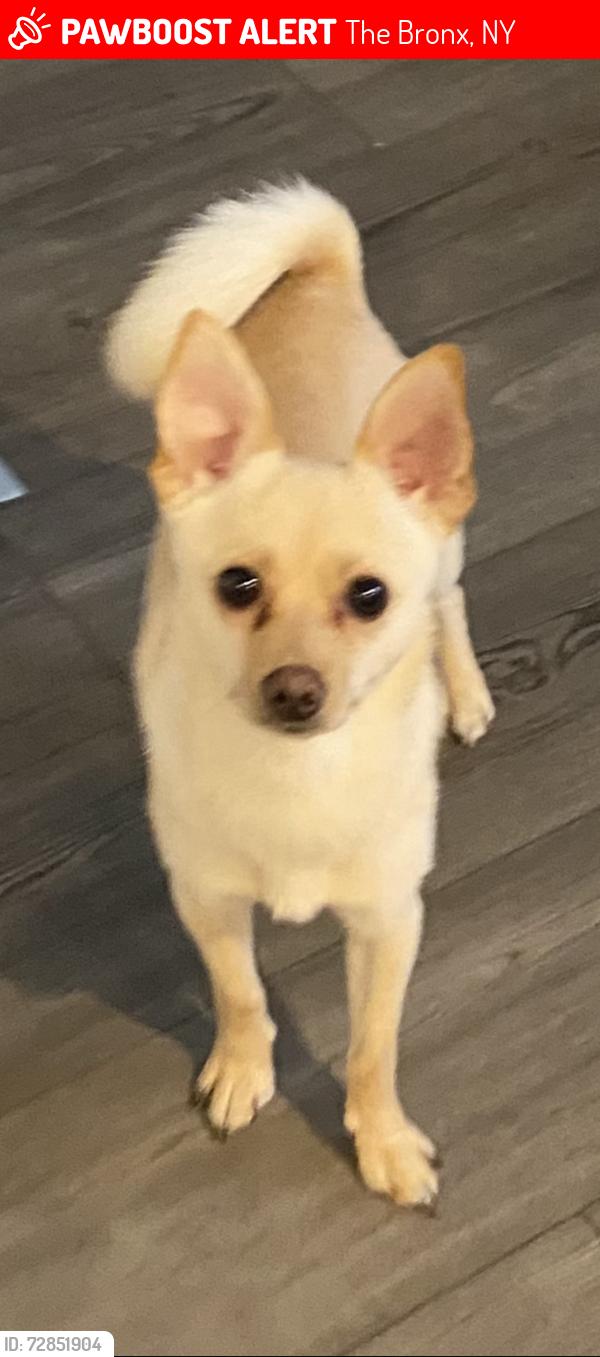 Lost Male Dog last seen Near Patterson projects , The Bronx, NY 10451