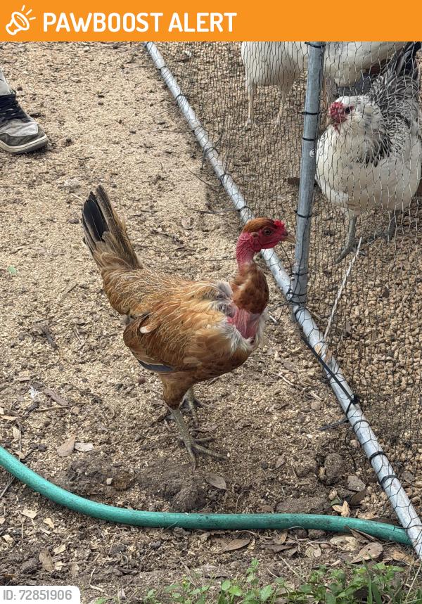 Found/Stray Female Bird last seen Band Road and Marian Lane, Fort Bend County, TX 77471