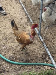 Found/Stray Female Bird last seen Band Road and Marian Lane, Fort Bend County, TX 77471