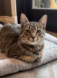 Lost Male Cat last seen Western Ave, Rolling Hills Estates, CA 90274