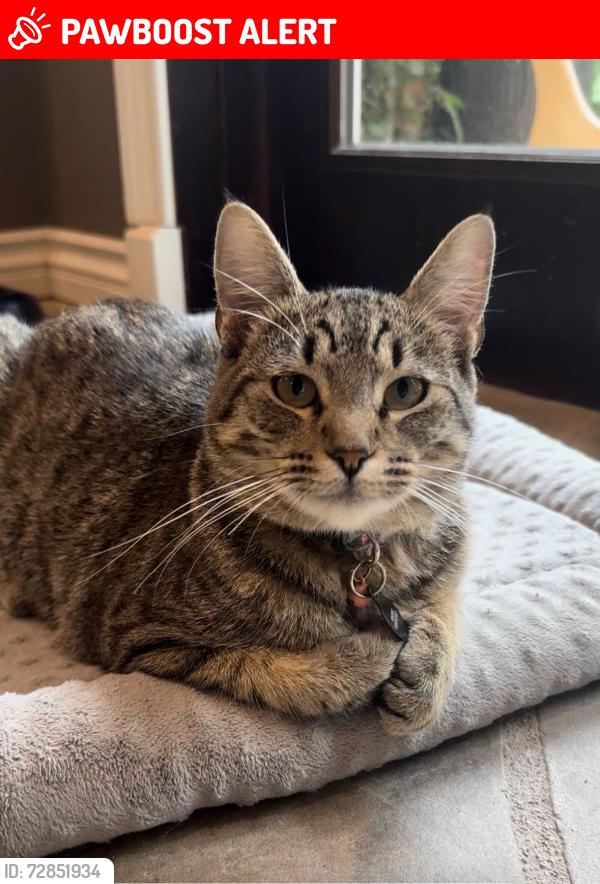 Lost Male Cat last seen Western Ave, Rolling Hills Estates, CA 90274