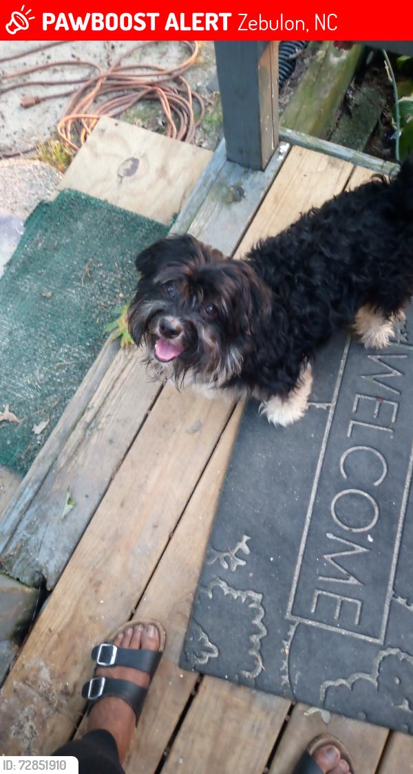 Lost Male Dog last seen In zebulon by BP gas station  pony rd., Zebulon, NC 27597