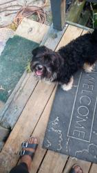 Lost Male Dog last seen In zebulon by BP gas station  pony rd., Zebulon, NC 27597