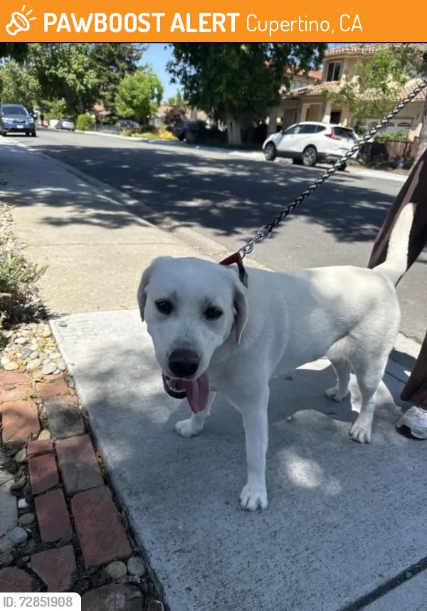 Found/Stray Female Dog last seen Wunderlich, Cupertino, CA 95014