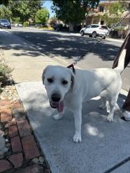 Found/Stray Female Dog last seen Wunderlich , Cupertino, CA 95014