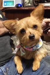 Lost Female Dog last seen McKenzie st, Cantonment, FL 32533