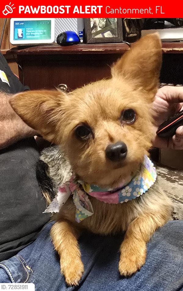 Lost Female Dog last seen McKenzie st, Cantonment, FL 32533