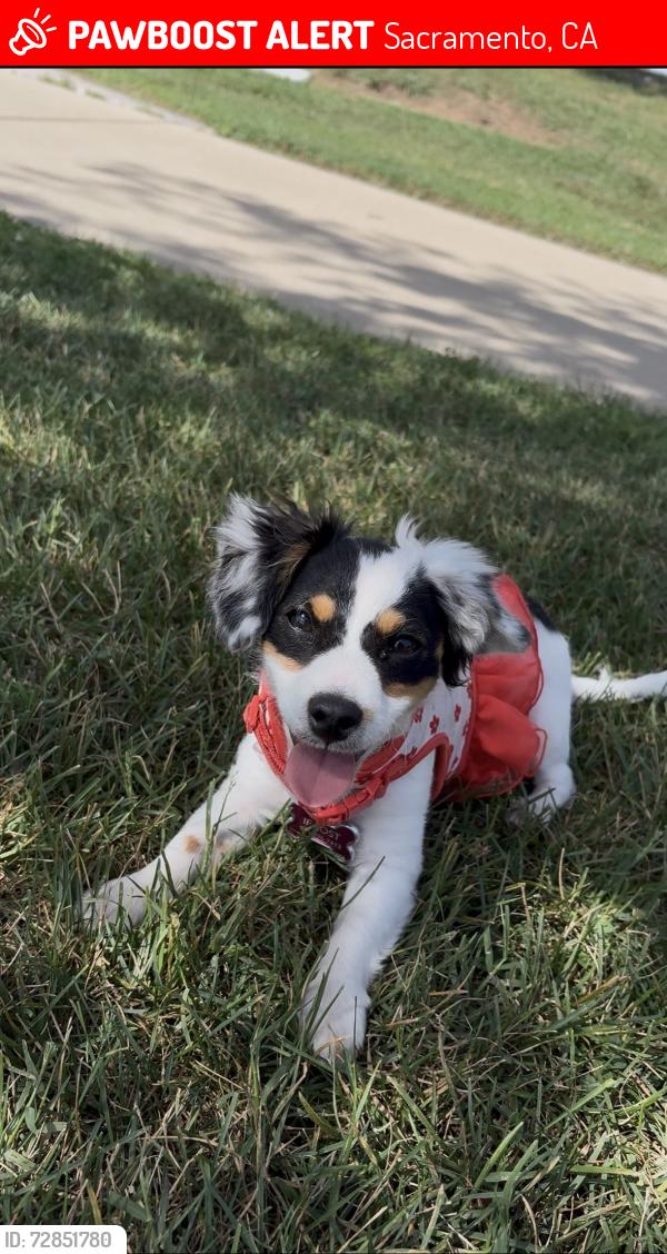Lost Female Dog last seen Gardendale rd and Loma Verde Way, Sacramento, CA 95822